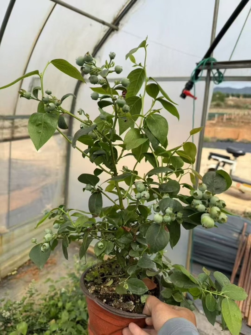 优质蓝莓苗f6.整车批发，量大价优