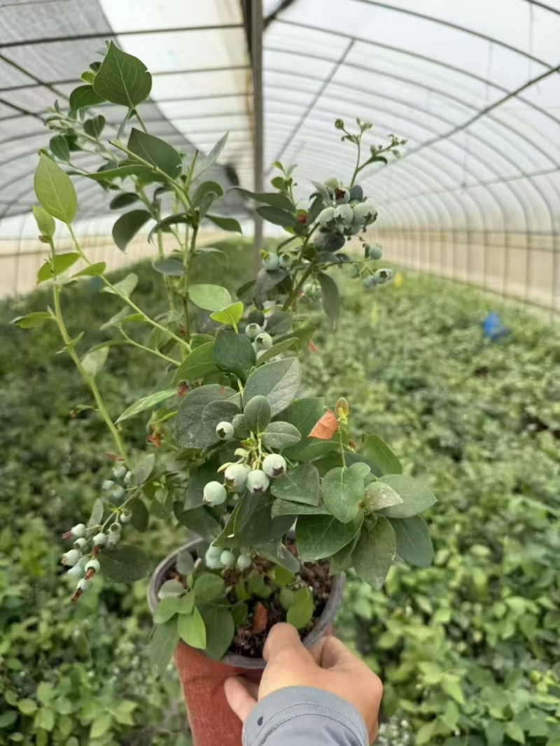 优质蓝莓苗f6.整车批发，量大价优