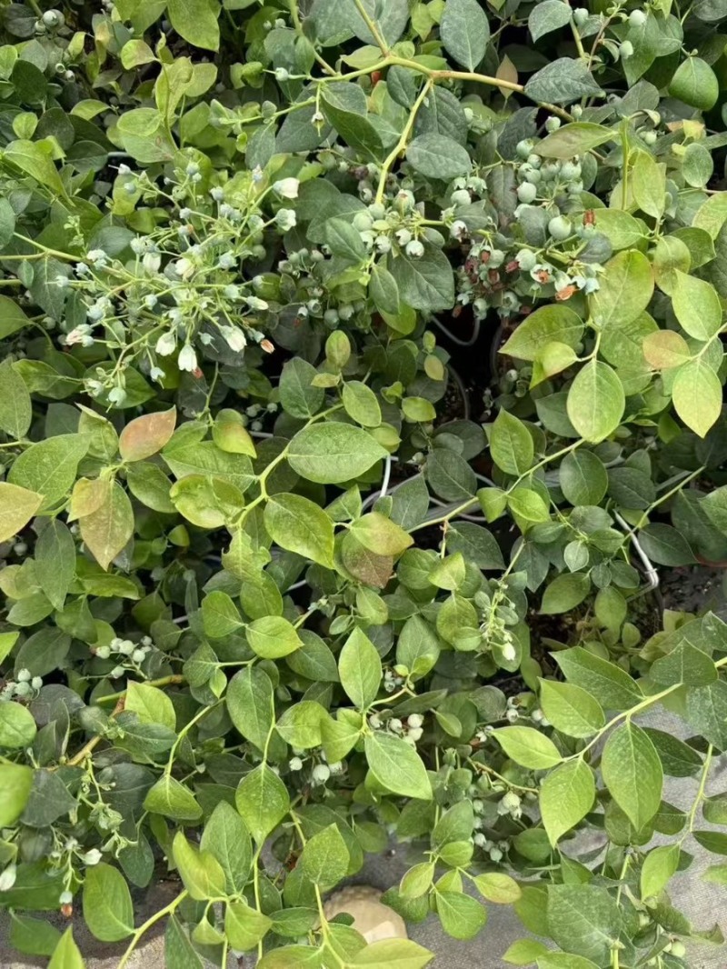 优质蓝莓苗f6.整车批发，量大价优
