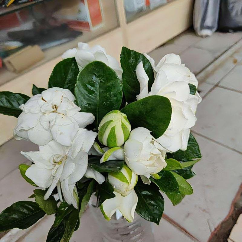 栀子花