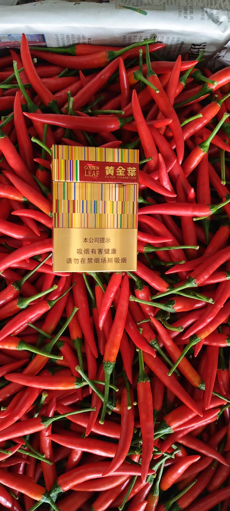 【实力推荐】小米椒辣椒大量上市常年有货量大从优欢迎咨询