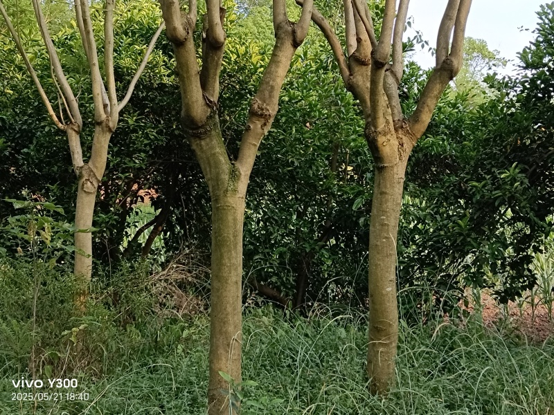 泸县蓝花楹绿化苗木10一25公分胸径