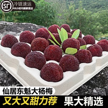 仙居东魁杨梅果园直销现摘现发批发零售