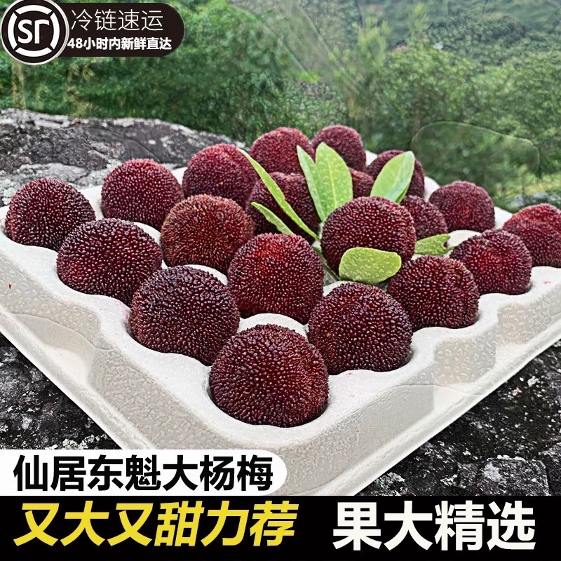 仙居东魁杨梅果园直销现摘现发批发零售