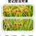 呋虫胺杀虫剂水稻专用稻飞虱白粉虱蚜虫果树蔬菜花卉卫生用药
