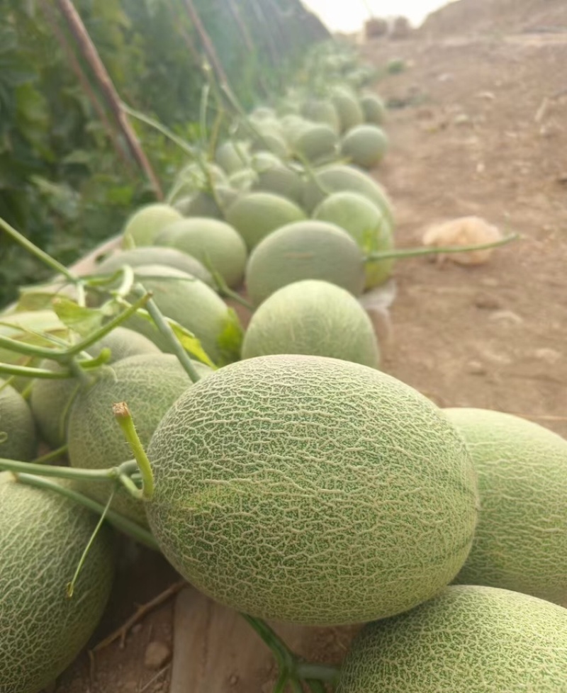 西州蜜瓜海南哈密瓜西州蜜17号万亩基地持续供应商超品质