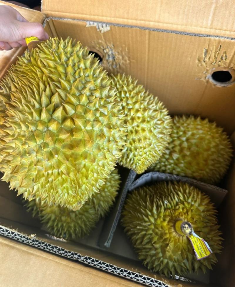 金枕榴莲产地直销一手价格，A果保5房坏果包赔，货到付款
