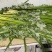 端午节艾草➕菖蒲