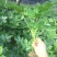 八角金盘种子绿植种子室内观叶植物八金盘八手手树金刚纂盆栽
