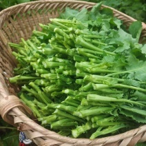 四川油菜苔，油菜心，油菜尖，一首货源，自家多个基地发货，