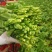 四川油菜苔，油菜心，油菜尖，一首货源，自家多个基地发货，