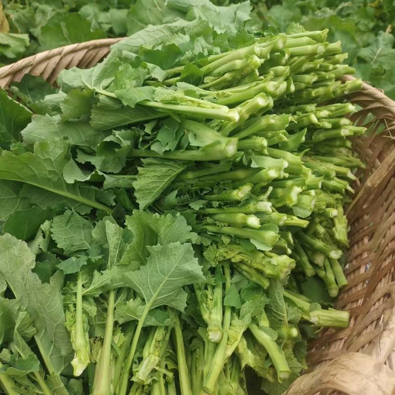 四川油菜苔，油菜心，油菜尖，一首货源，自家多个基地发货，