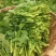 四川油菜苔，油菜心，油菜尖，一首货源，自家多个基地发货，