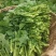 四川油菜苔，油菜心，油菜尖，一首货源，自家多个基地发货，