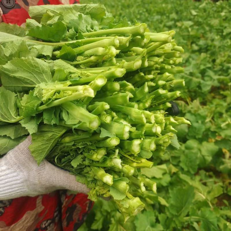 四川油菜苔，油菜心，油菜尖，一首货源，自家多个基地发货，