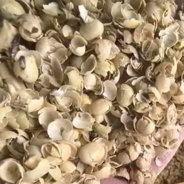 黄豆壳