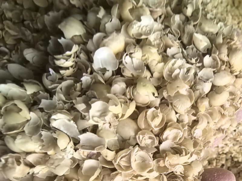 黄豆壳