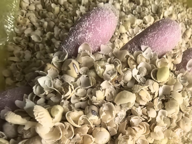 黄豆壳