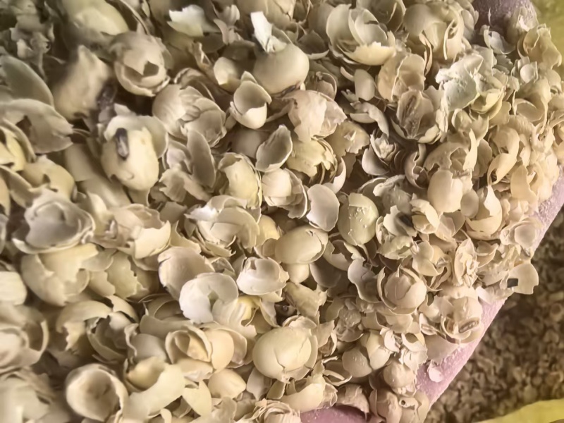 黄豆壳
