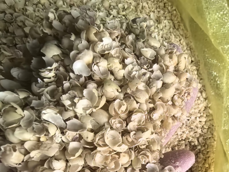 黄豆壳