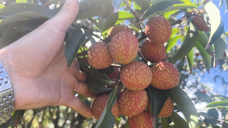 荔枝代办