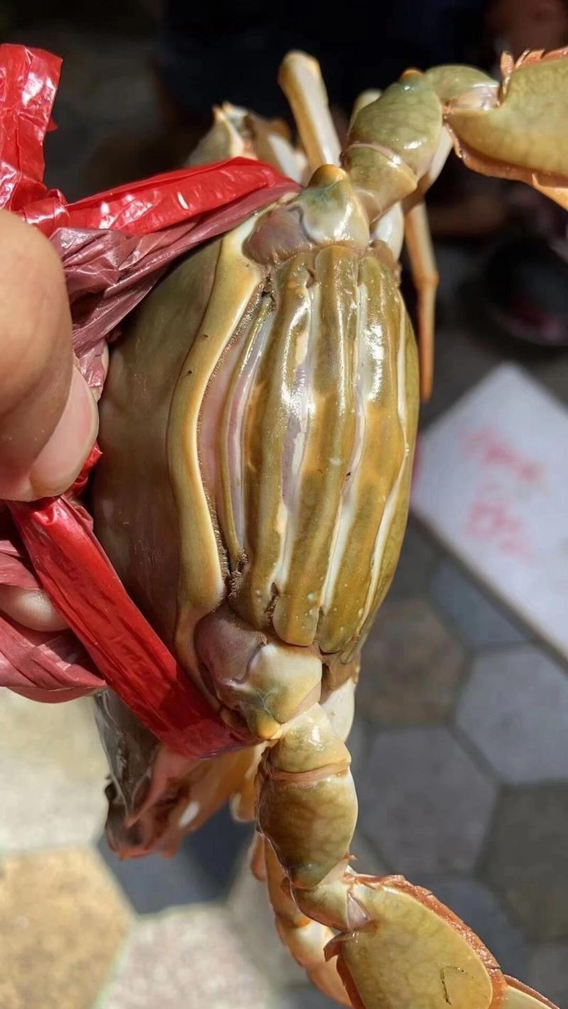 一手货源海青蟹一手批发价
