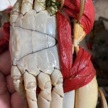 一手货源海青蟹一手批发价