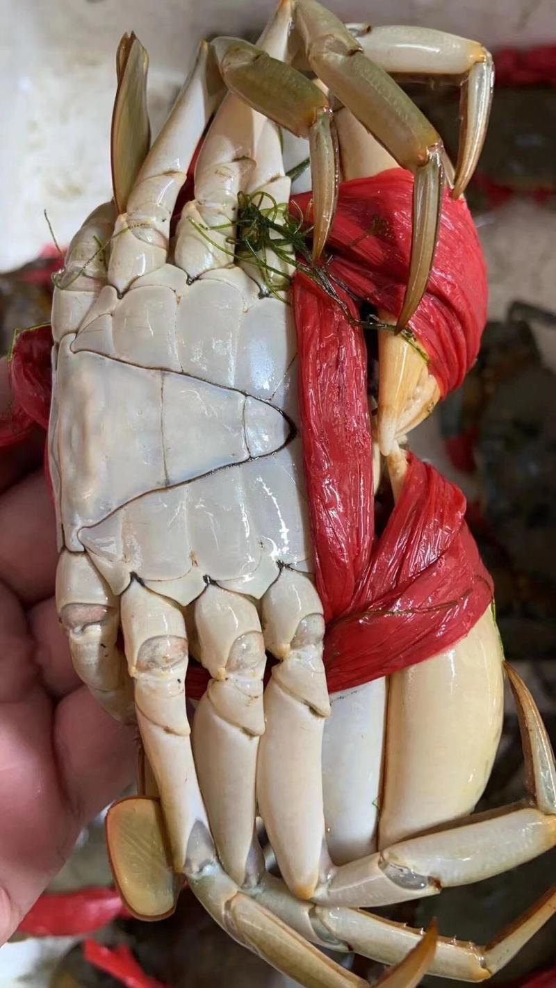 一手货源海青蟹一手批发价