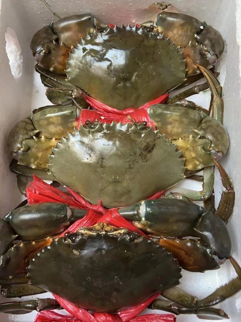 一手货源海青蟹一手批发价