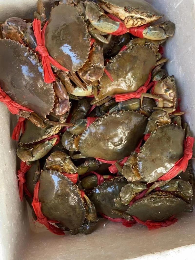 一手货源海青蟹一手批发价