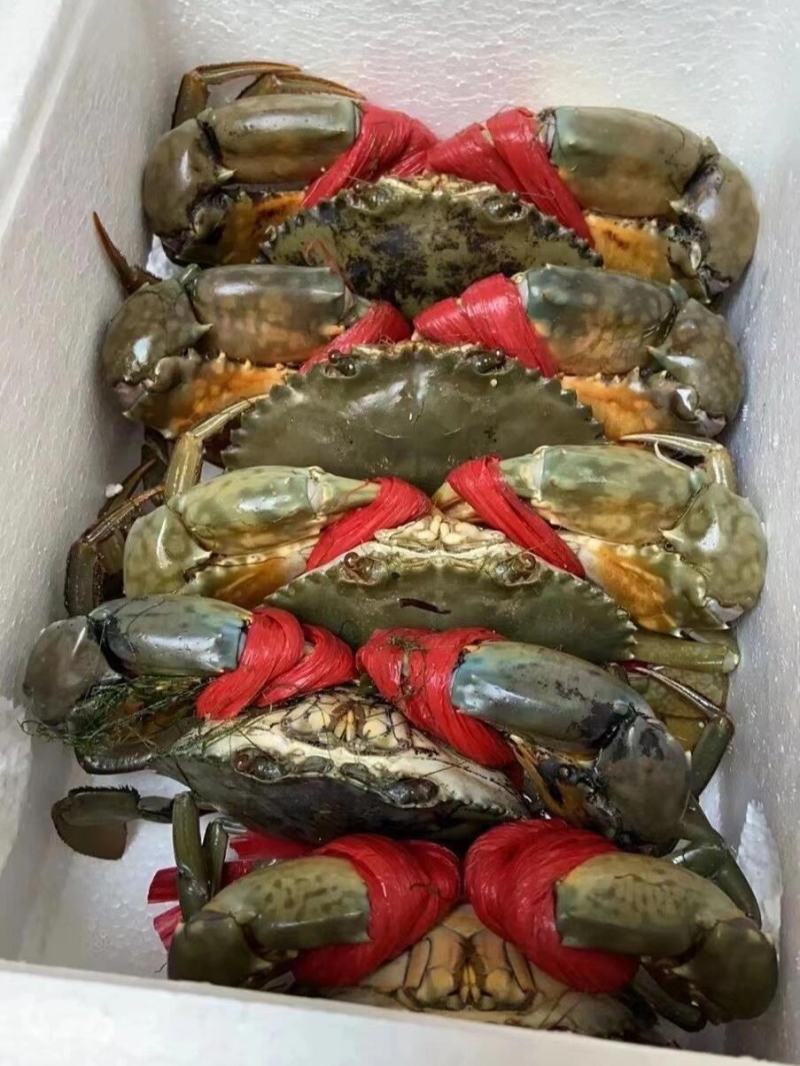 一手货源海青蟹一手批发价