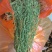 新货百蕊草奶黄草小米草产地直发