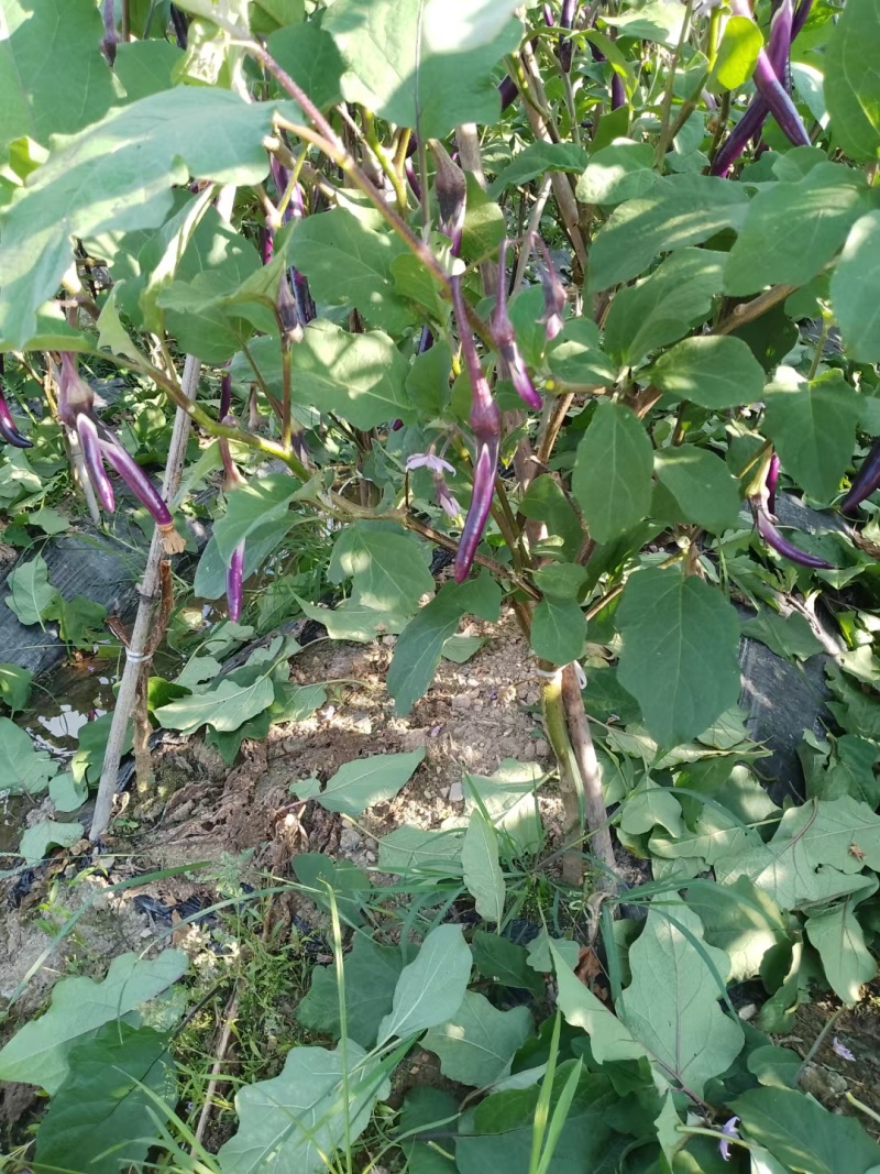 线茄茄子