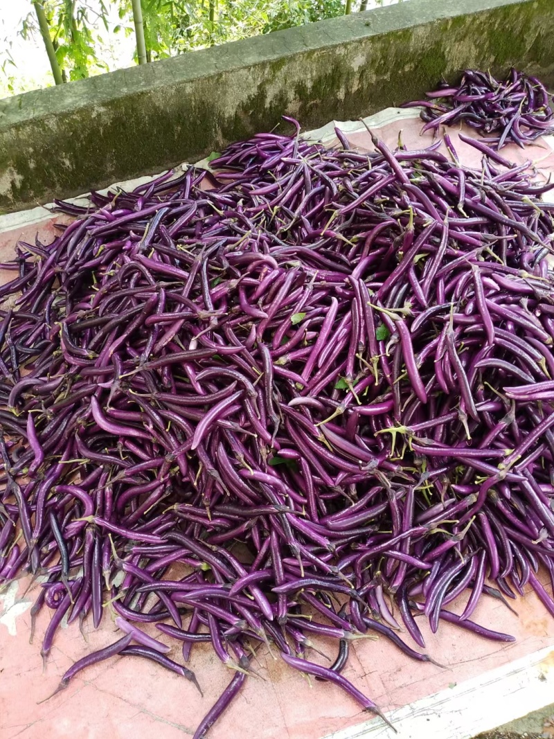 线茄茄子