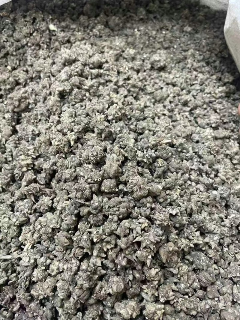 野生猫爪草精品质量中药材新鲜天然正品批发价