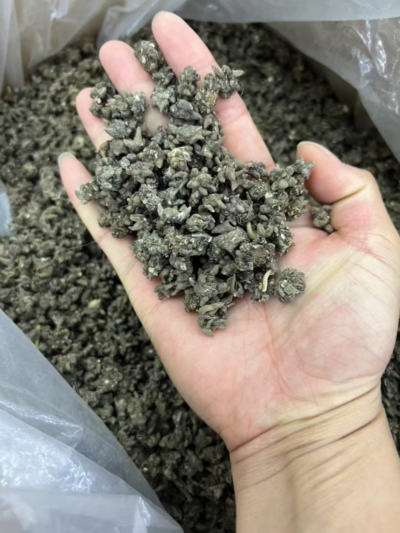 野生猫爪草精品质量中药材新鲜天然正品批发价