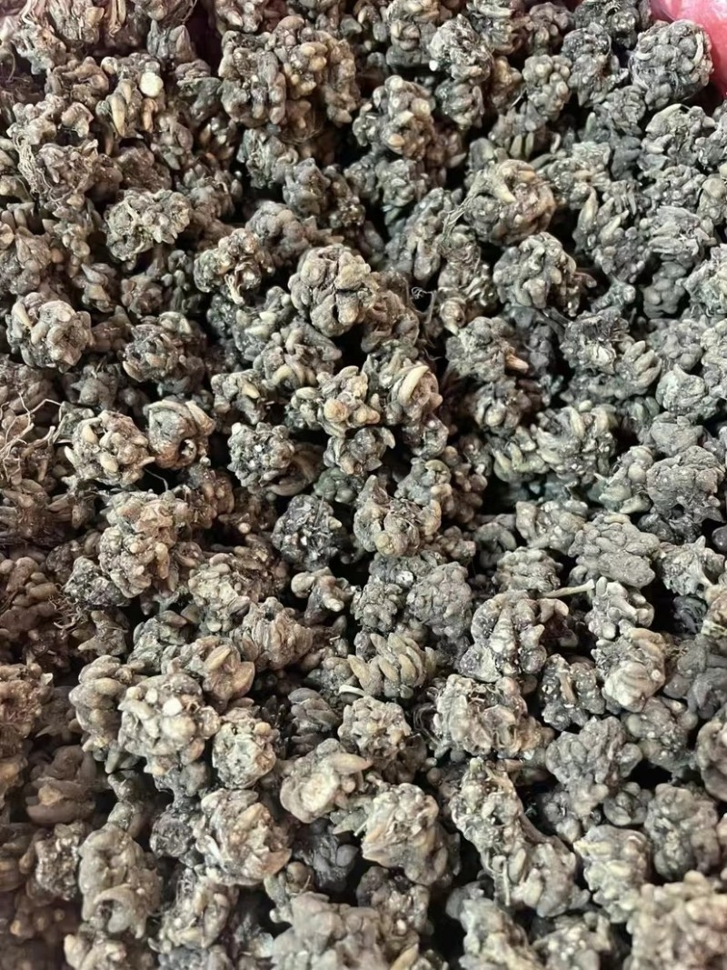 野生猫爪草精品质量中药材新鲜天然正品批发价