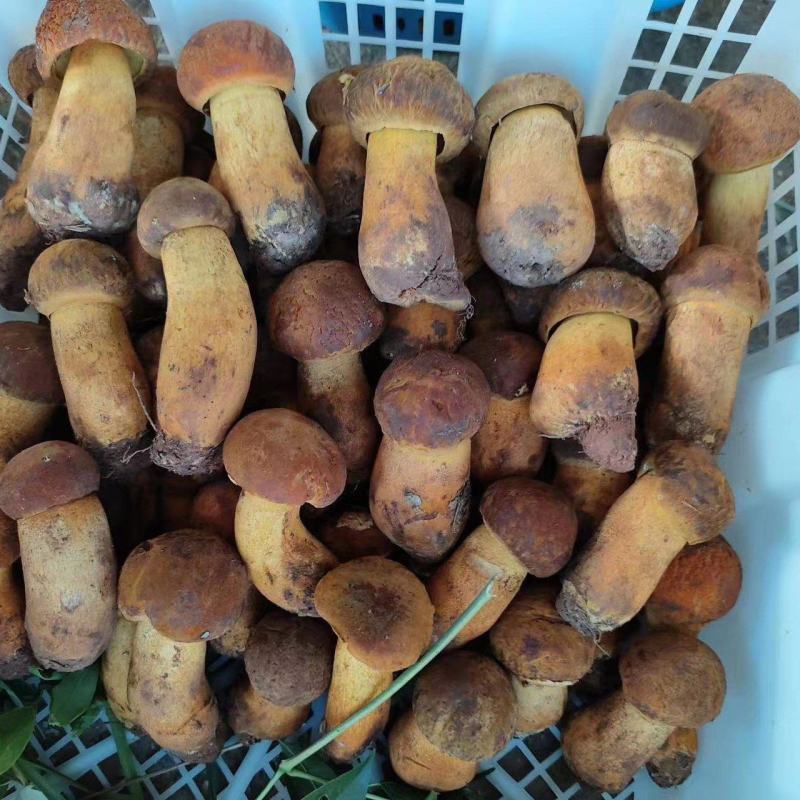 云南野生菌