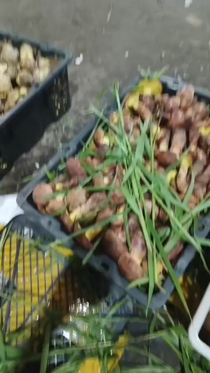 云南野生菌