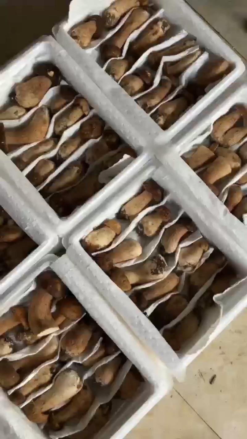 云南野生菌