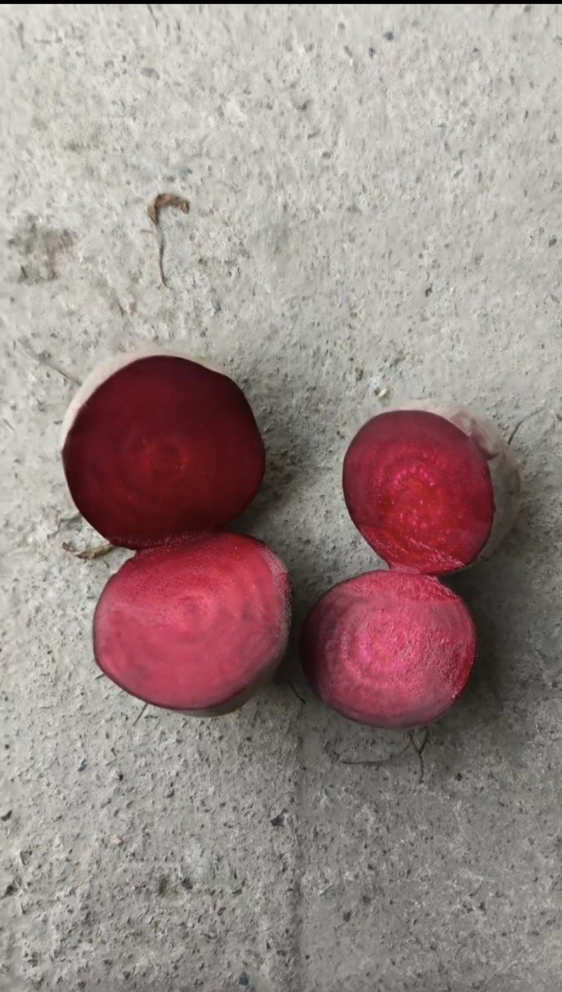 徐州红甜菜基地全年供应红甜菜货量充足全国发货致电联系