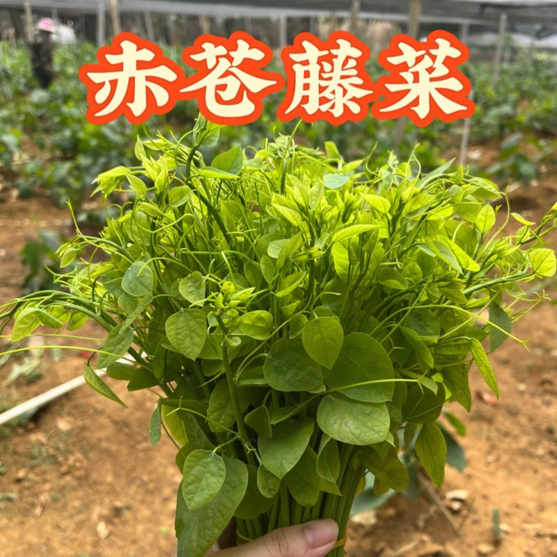 广西姑娘菜赤苍藤