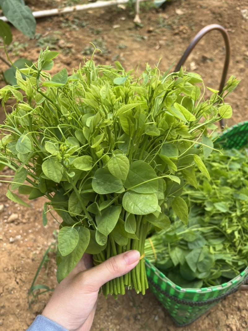广西姑娘菜赤苍藤