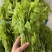 广西姑娘菜赤苍藤