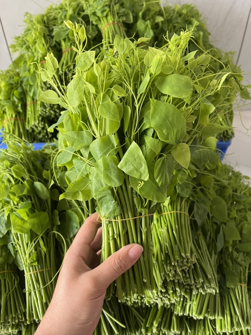 广西姑娘菜赤苍藤