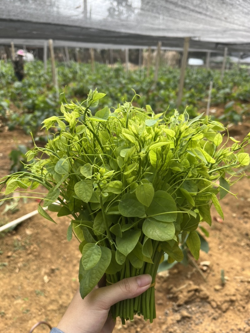 广西姑娘菜赤苍藤