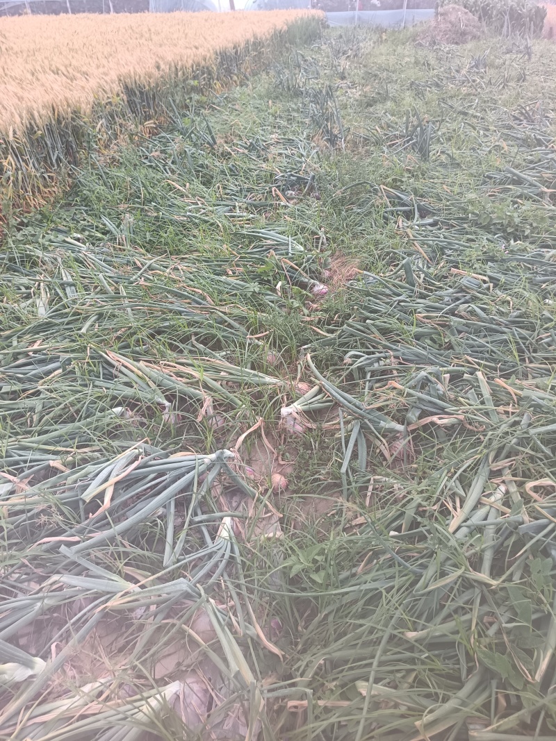 紫皮水果洋葱