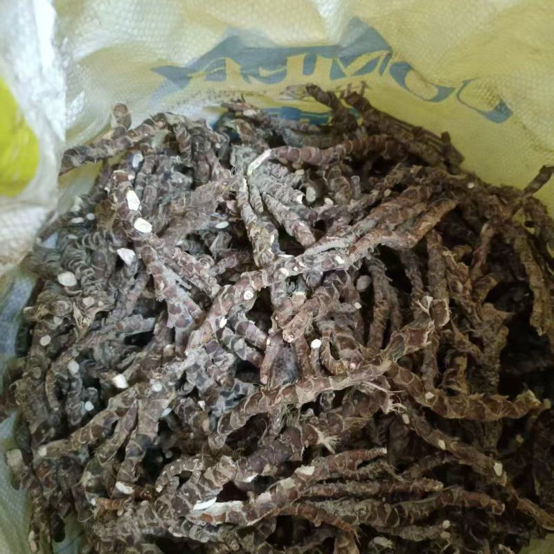 香菖蒲