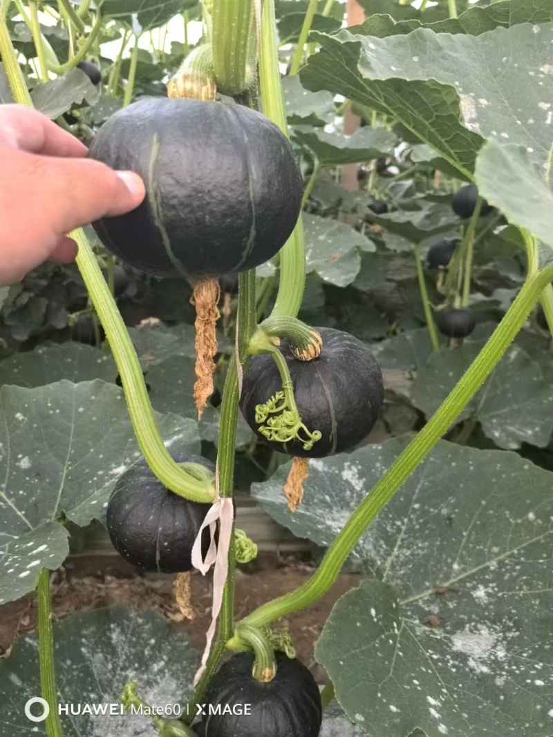 精品贝贝南瓜大量上市