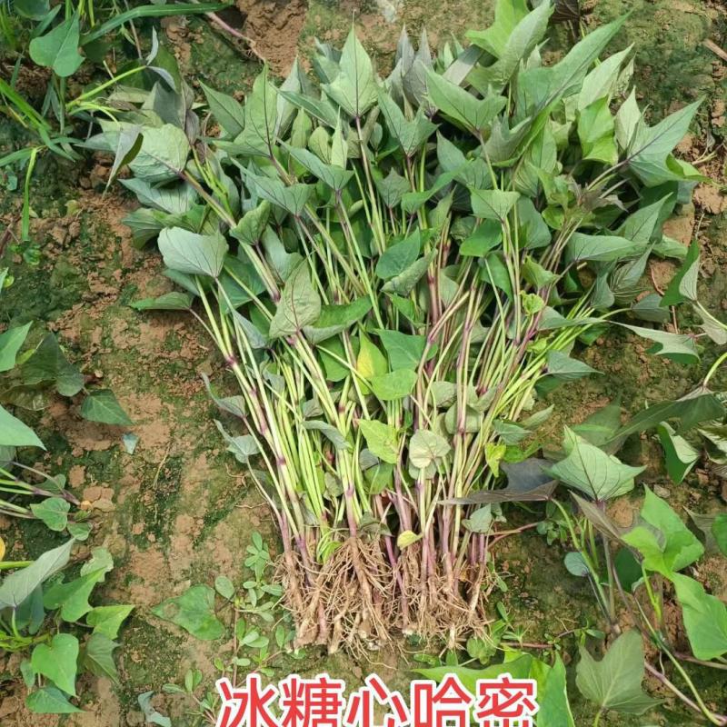 白哈密，红薯苗，地瓜苗，脱毒红薯苗，产地直发供全国渠道